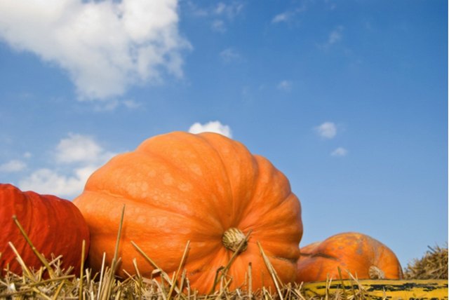 How long does it typically take to grow a pumpkin?