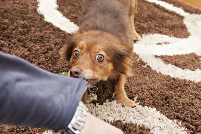 Your dog bites a guest in your home. Does a standard homeowners policy cover your legal liability?