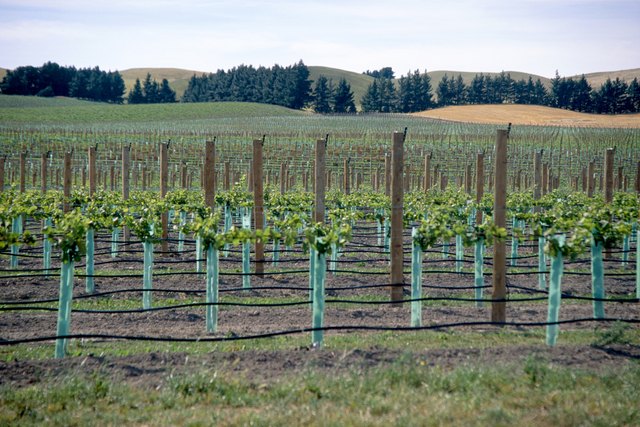 Which destination is in one of the top wine-producing states?