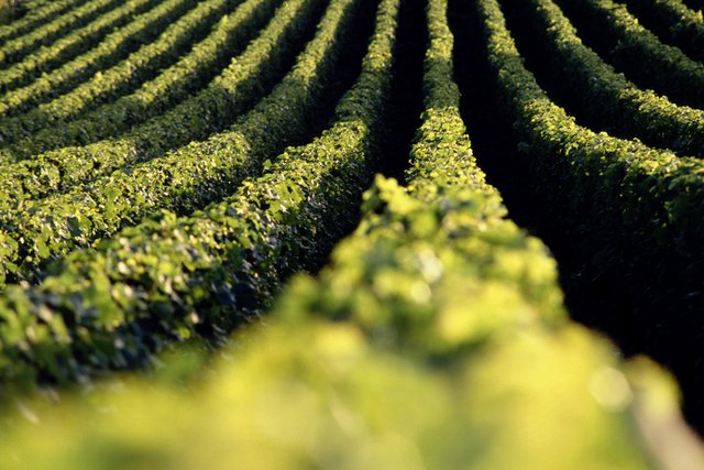 Vines cannot survive snow and frost, so many states cannot produce wine.