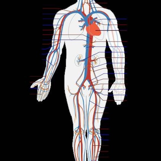 Difference Between a Closed & Open Circulatory System | Sciencing