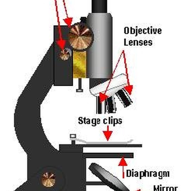 How to Use a Microscope to See Cells Sciencing