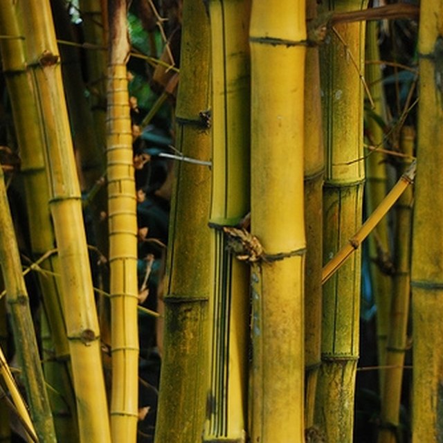 How to Split Bamboo Poles | HomeSteady