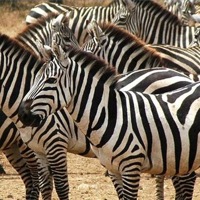 what-are-three-adaptations-of-a-zebra-sciencing