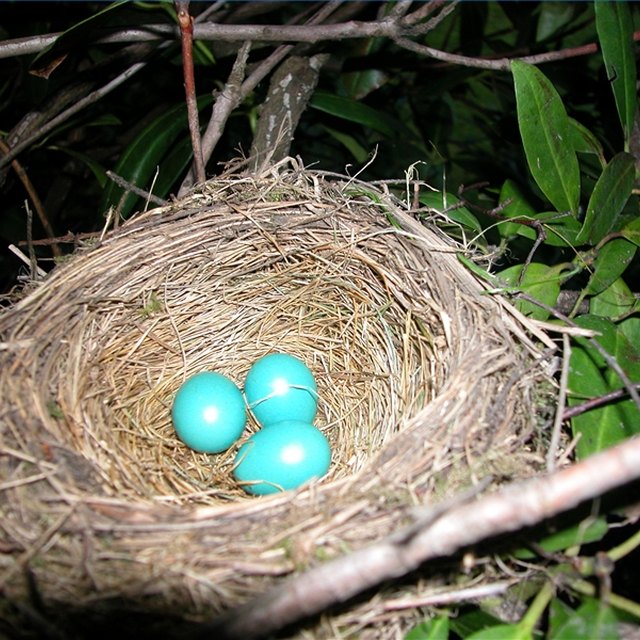 Why Do Male Cardinals Feed Female Cardinals? | Sciencing