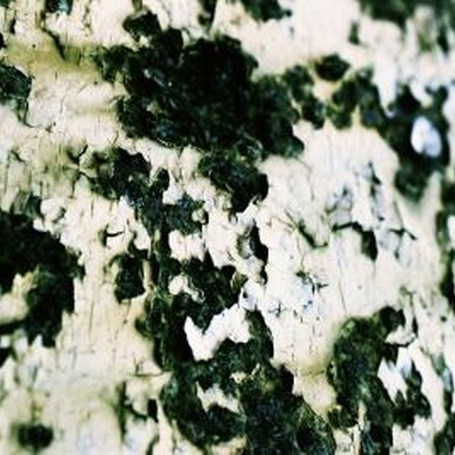 Are There Diffe Types Of Black Mold