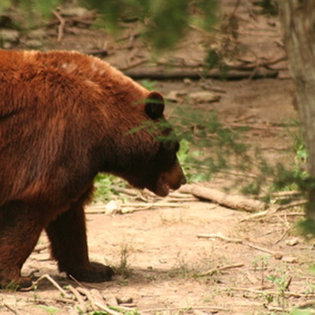 Common Carnivores in the Temperate Forest | Sciencing