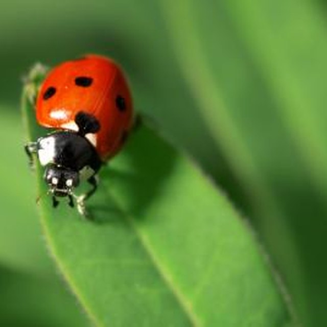 The Meanings of the Colors of Ladybugs | Sciencing