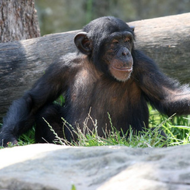 The Pros & Cons of Being a Zoologist | Bizfluent