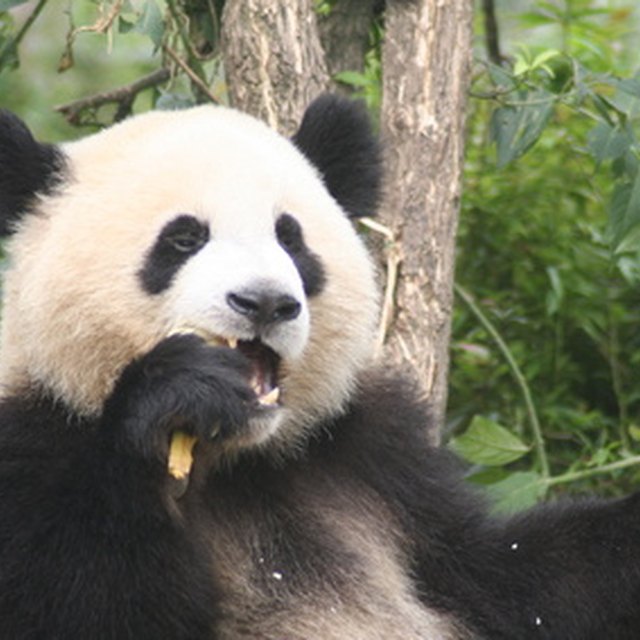 Why Are Pandas Endangered Animals? | Sciencing