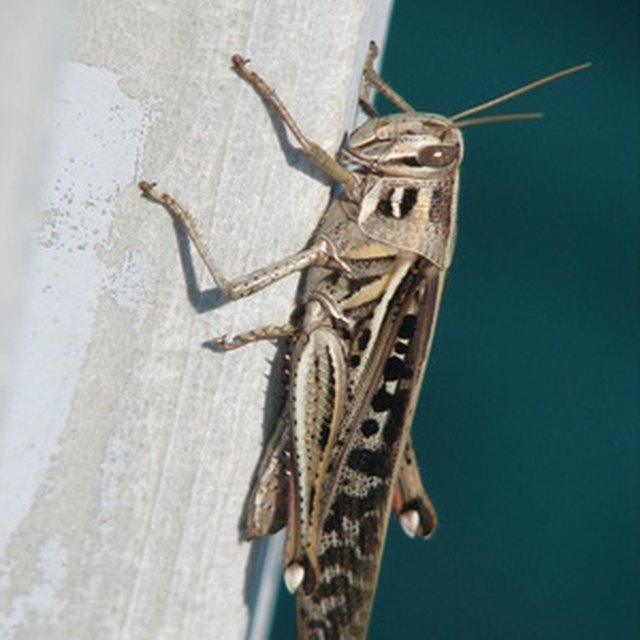 How Long Do Crickets Live Sciencing