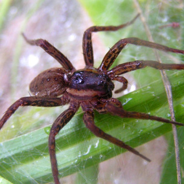 Common Mississippi Spiders | Sciencing