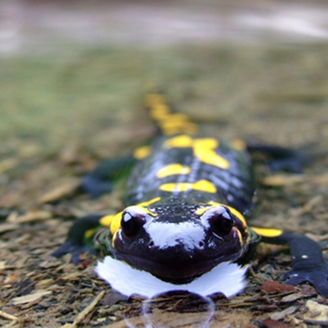 What Type of Body Coverings Do Amphibians Have? Sciencing