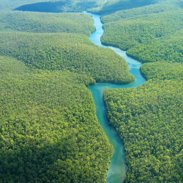 The Trophic Levels in Rain Forests Biology Diagrams