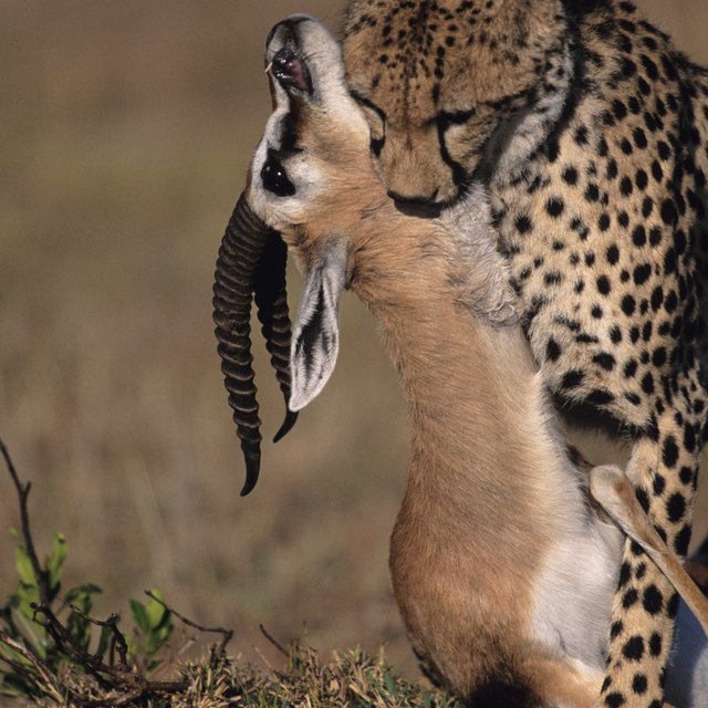 Examples Of The Food Chain In The African Savanna Synonym