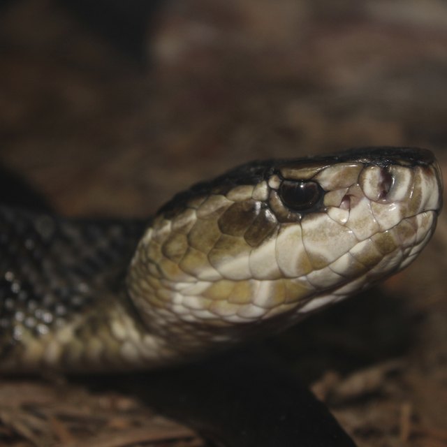 The Difference Between a Black Snake & a Racer | Sciencing