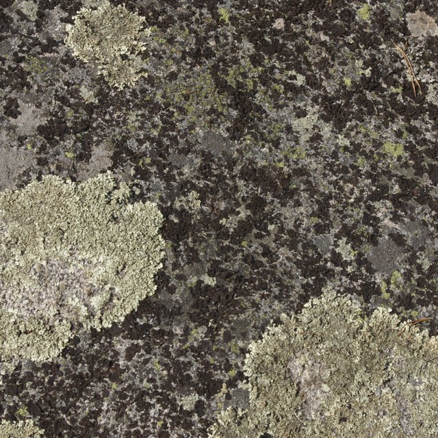 How Are Fungi &amp; Plants Similar? Sciencing