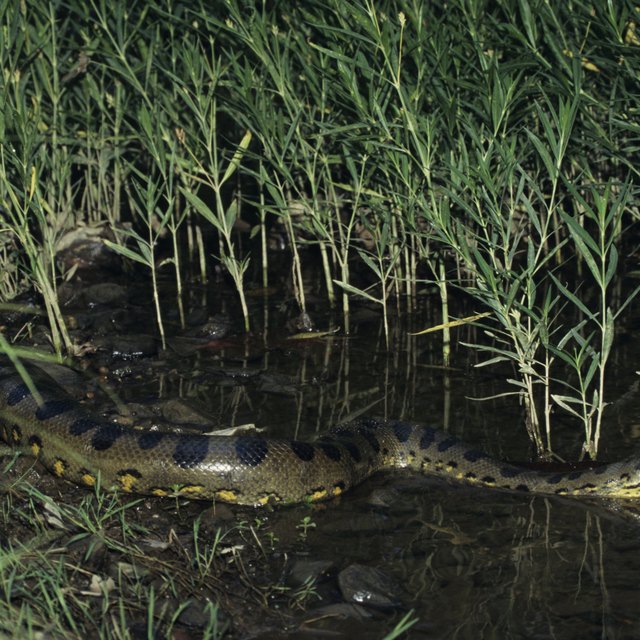 Plants & Animals in Honduras | Sciencing