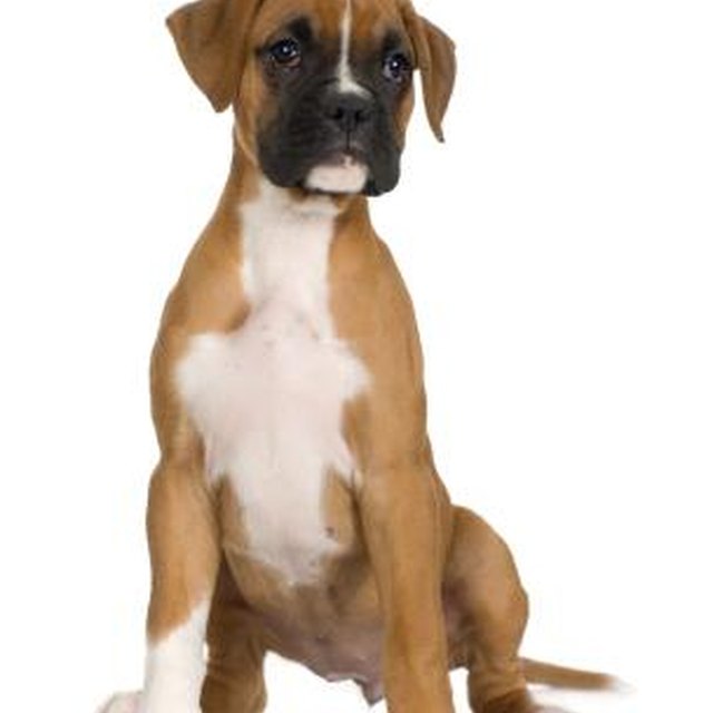 English springer spaniel anal glands speaking Are going english springer spaniel anal glands