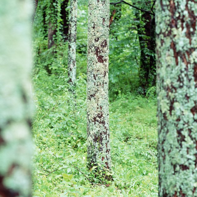 How Do Lichens Adapt to the Temperate Forest? | Sciencing