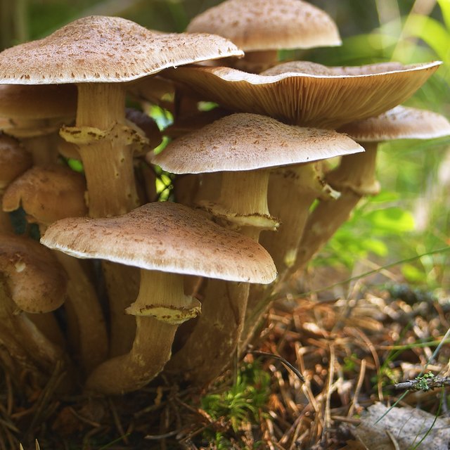 what-role-do-fungi-play-in-food-chains-sciencing