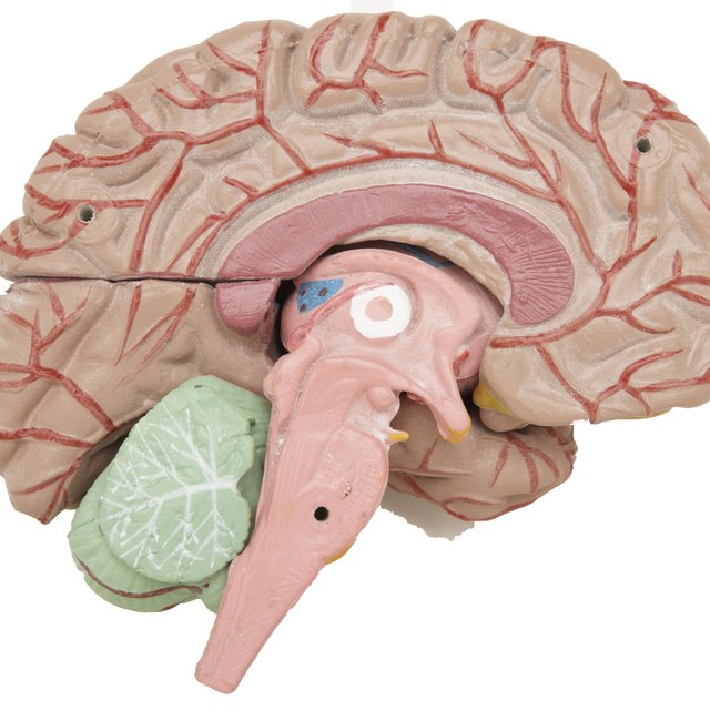 What Is the Structural Classification of the Nervous System? | Sciencing