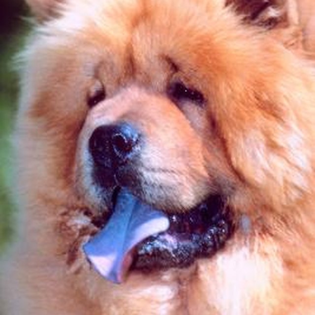 Are Chow Chow Puppies Born With Solid BlueBlack Tongues