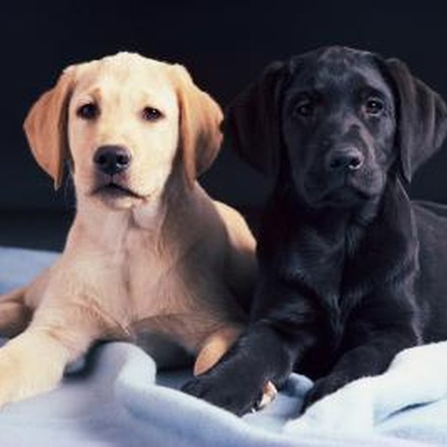 How to Heat a Dog's Pen Dog Care Daily Puppy