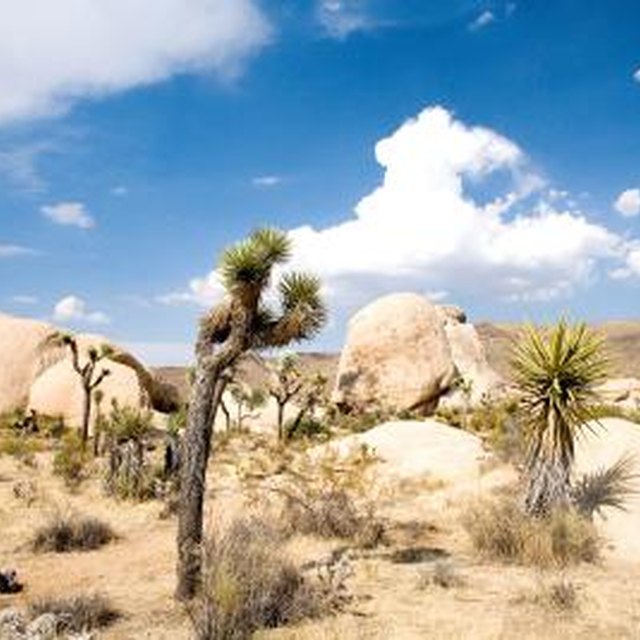 Gobi Desert Ecosystem | Sciencing