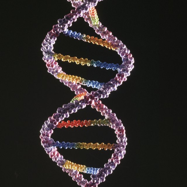 examples-of-genetic-characteristics-sciencing