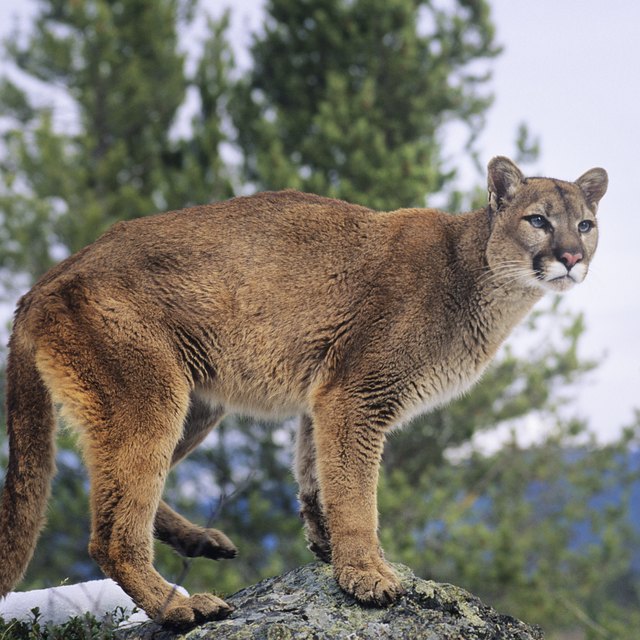 what-kind-of-animals-are-in-texas-north-central-plains-region-sciencing