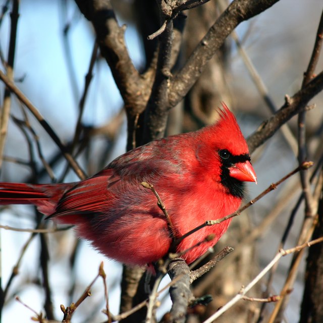 How Many Types Of Cardinal Birds Are There