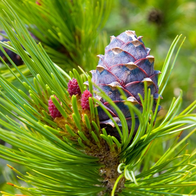 Facts About Pine Needles | Sciencing