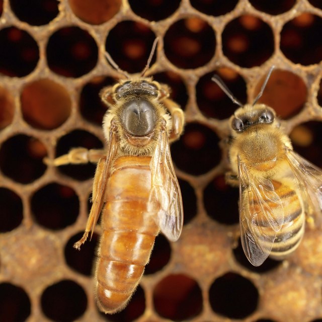 How Does a Bee Become a Queen Bee? | Sciencing