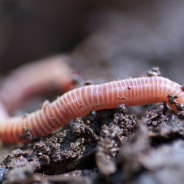 How Do Earthworms Protect Themselves? | Sciencing