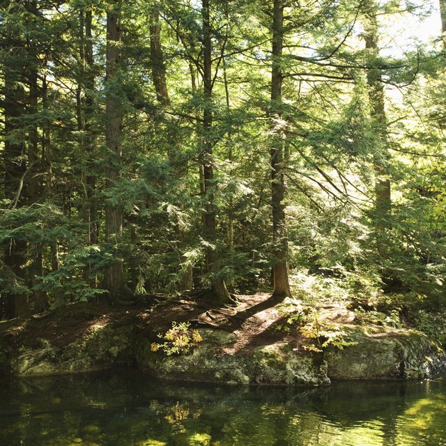 difference-between-the-temperate-forest-rainforest-sciencing