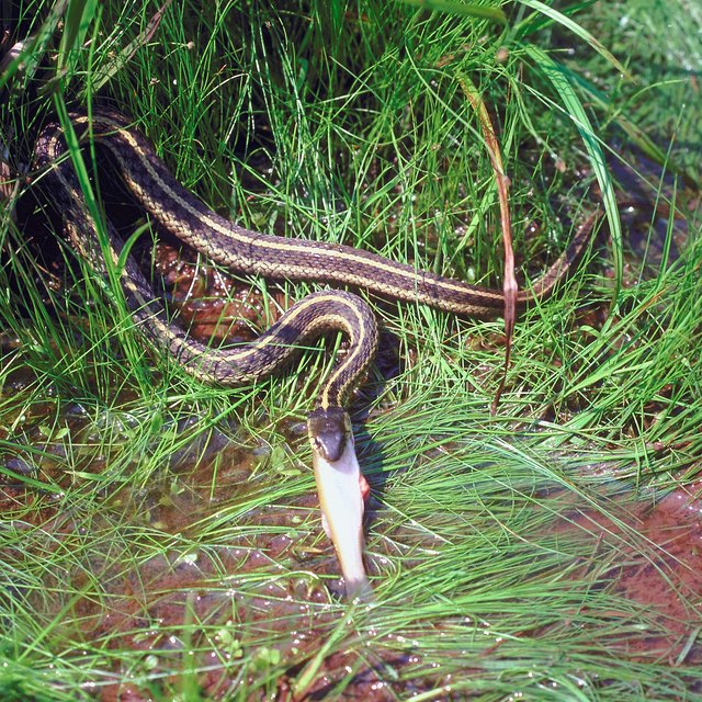 what-do-rattle-snake-dens-look-like-sciencing