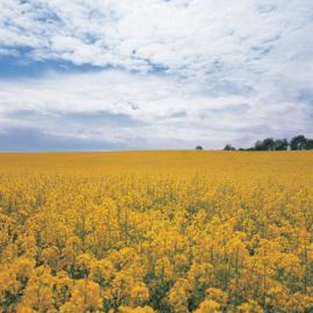 what-is-expeller-pressed-canola-oil-our-everyday-life