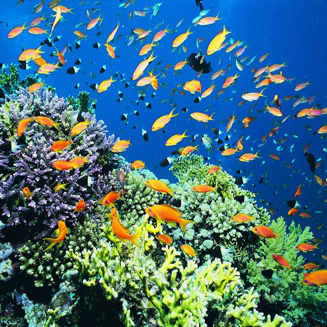Types of Aquatic Ecosystems Sciencing