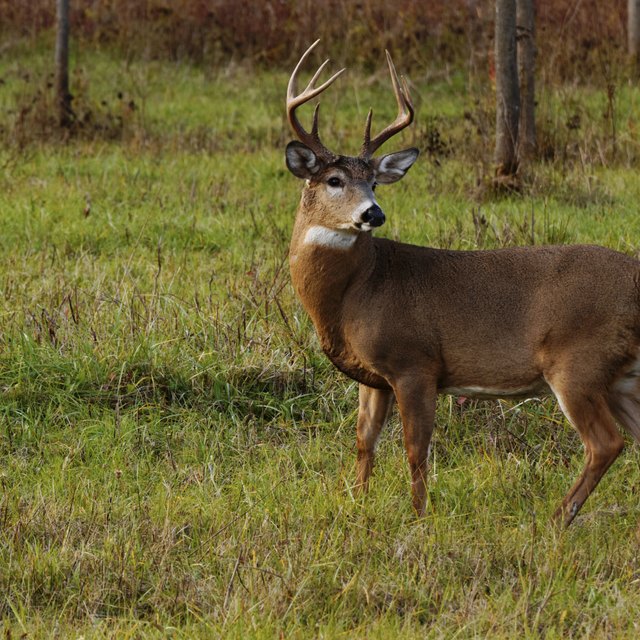 Life Cycle of a Deer | Sciencing