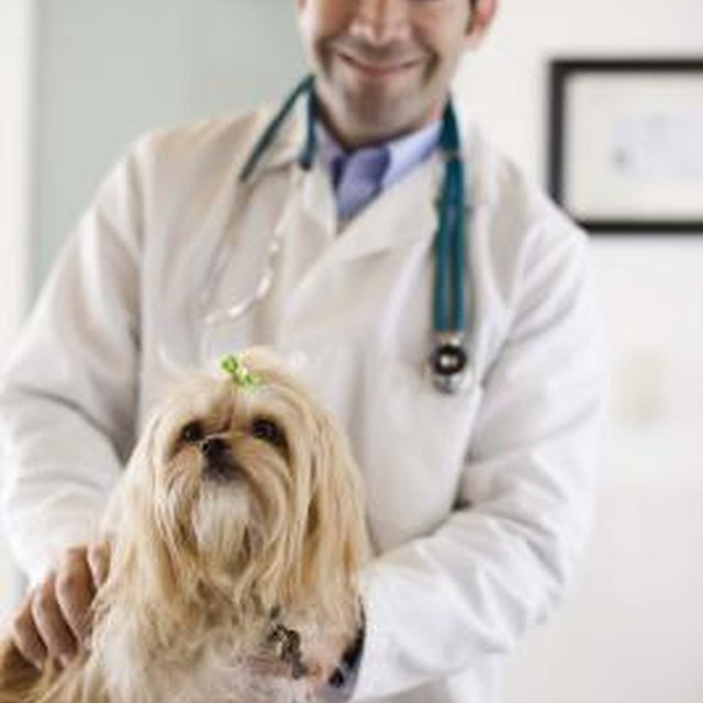 Spherocytosis In Dogs | Dog Care - Daily Puppy