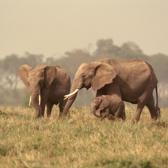 How Do Elephants Give Birth? | Sciencing