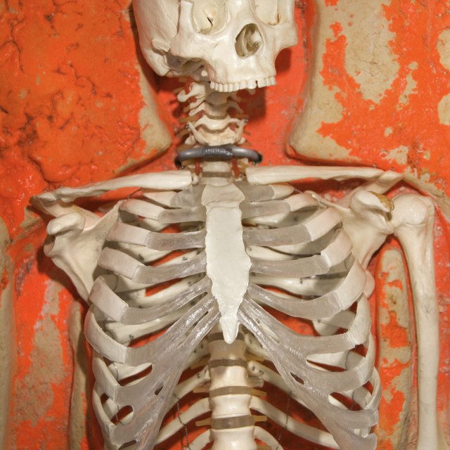 What Are the 20 Major Bones in the Body? | Sciencing