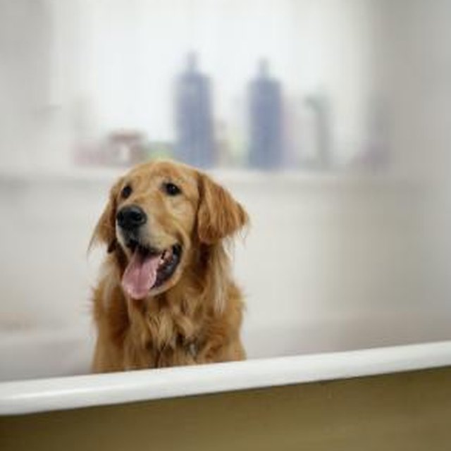 Do-It-Yourself Dog Baths | Dog Care - Daily Puppy