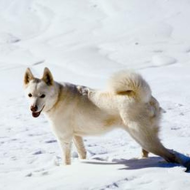 The Best Ways to Insulate an Igloo Dog House | Dog Care - Daily Puppy