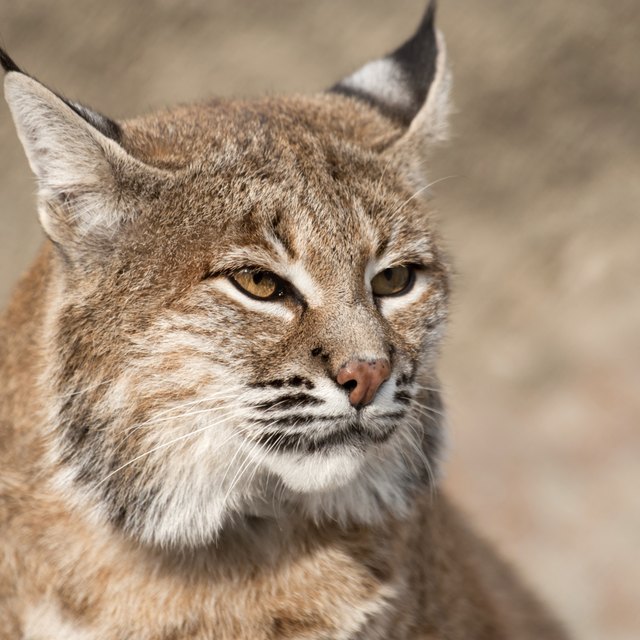 Wild Animals Found in Virginia | Sciencing