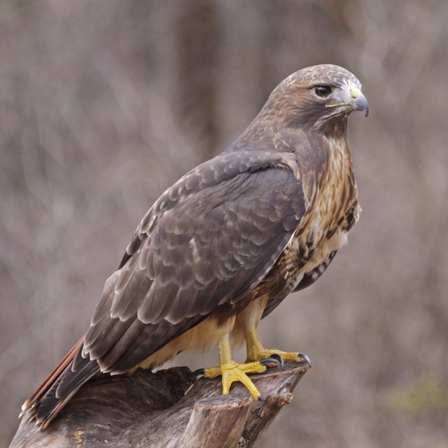 The Characteristics of Falcons | Sciencing