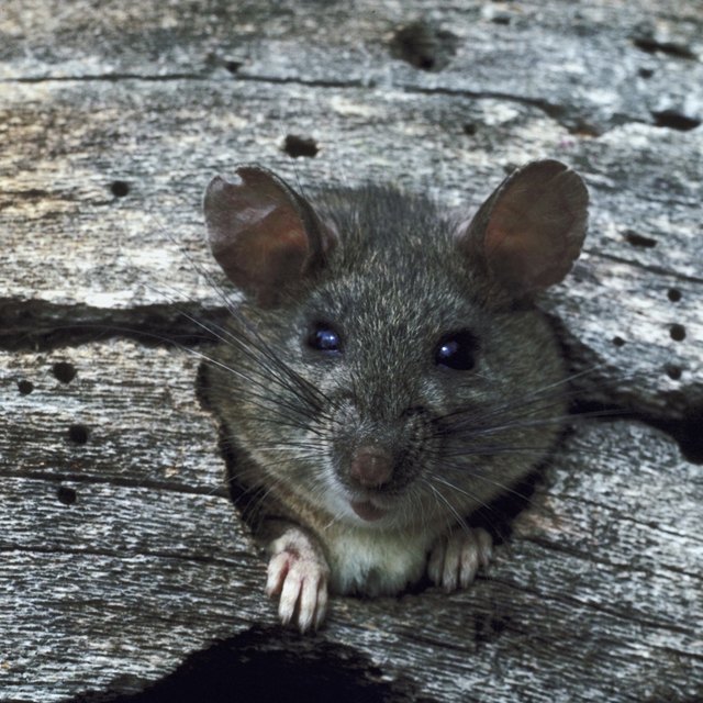 How to Get Rid of Rats in a Barn | HomeSteady