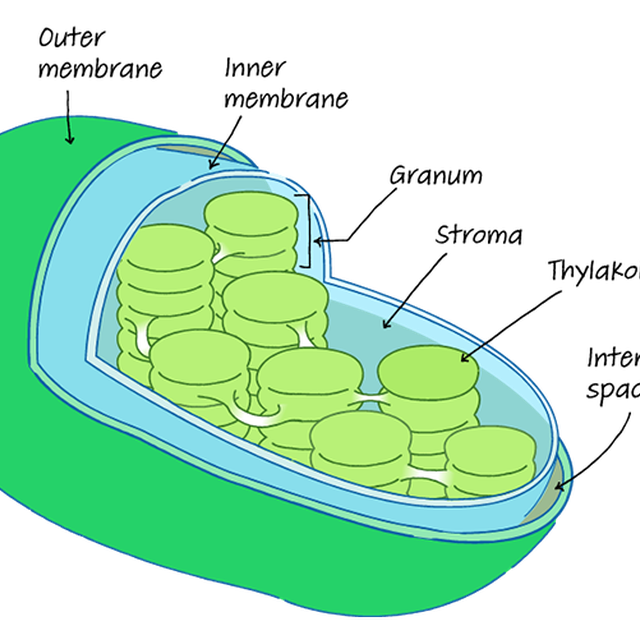 Which Organelle Should Be Listed Under Both In The Diagram - Drivenhelios