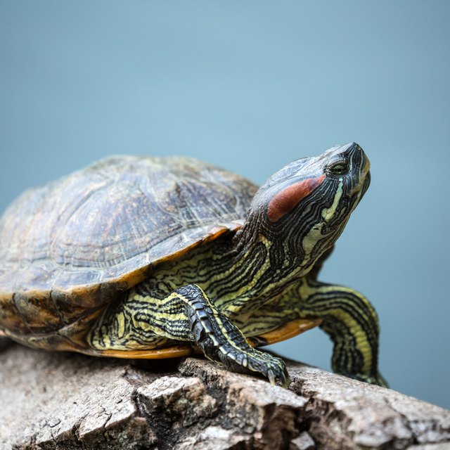 Life Cycle of a Turtle | Sciencing